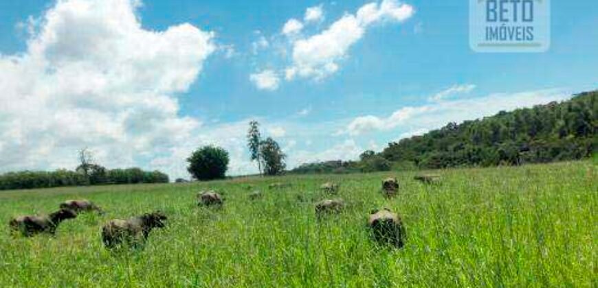 Fezenda de Búfula da Campina 298,63 hectares em Santana do Itararé – PR Fezenda de Búfula da Campina 298,63 hectares em Santana do Itararé – PR