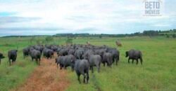 Fezenda de Búfula da Campina 298,63 hectares em Santana do Itararé – PR Fezenda de Búfula da Campina 298,63 hectares em Santana do Itararé – PR