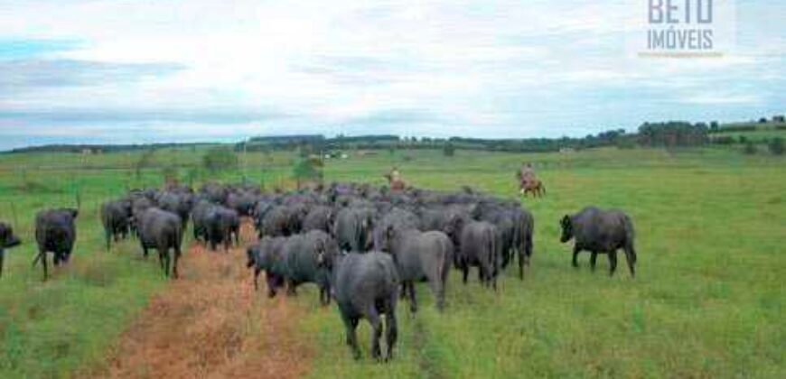 Fezenda de Búfula da Campina 298,63 hectares em Santana do Itararé – PR Fezenda de Búfula da Campina 298,63 hectares em Santana do Itararé – PR