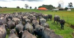 Fezenda de Búfula da Campina 298,63 hectares em Santana do Itararé – PR Fezenda de Búfula da Campina 298,63 hectares em Santana do Itararé – PR