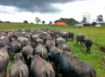 Fezenda de Búfula da Campina 298,63 hectares em Santana do Itararé – PR