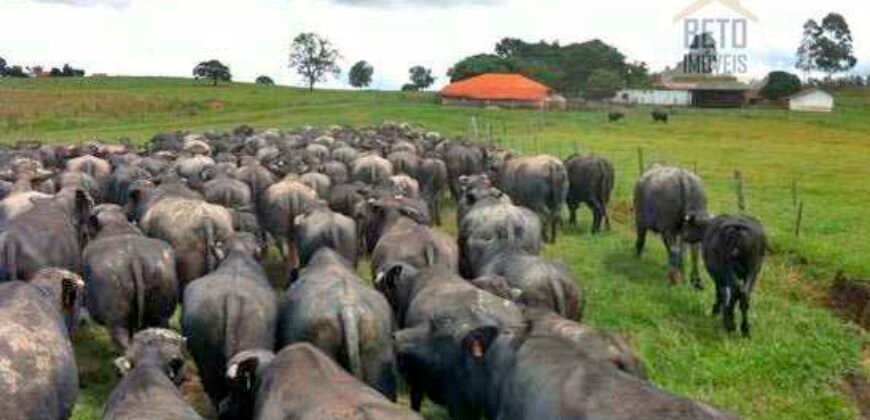 Fezenda de Búfula da Campina 298,63 hectares em Santana do Itararé – PR Fezenda de Búfula da Campina 298,63 hectares em Santana do Itararé – PR