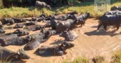 Fezenda de Búfula da Campina 298,63 hectares em Santana do Itararé – PR Fezenda de Búfula da Campina 298,63 hectares em Santana do Itararé – PR