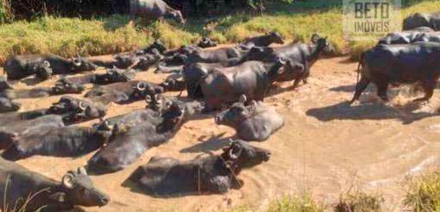 Fezenda de Búfula da Campina 298,63 hectares em Santana do Itararé – PR Fezenda de Búfula da Campina 298,63 hectares em Santana do Itararé – PR