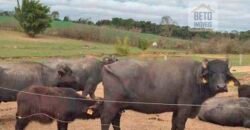 Fezenda de Búfula da Campina 298,63 hectares em Santana do Itararé – PR Fezenda de Búfula da Campina 298,63 hectares em Santana do Itararé – PR