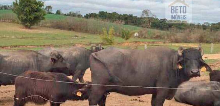 Fezenda de Búfula da Campina 298,63 hectares em Santana do Itararé – PR Fezenda de Búfula da Campina 298,63 hectares em Santana do Itararé – PR