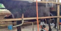 Fezenda de Búfula da Campina 298,63 hectares em Santana do Itararé – PR Fezenda de Búfula da Campina 298,63 hectares em Santana do Itararé – PR