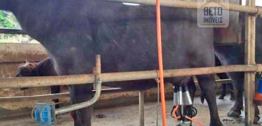 Fezenda de Búfula da Campina 298,63 hectares em Santana do Itararé – PR Fezenda de Búfula da Campina 298,63 hectares em Santana do Itararé – PR