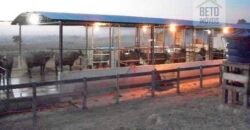 Fezenda de Búfula da Campina 298,63 hectares em Santana do Itararé – PR Fezenda de Búfula da Campina 298,63 hectares em Santana do Itararé – PR