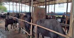 Fezenda de Búfula da Campina 298,63 hectares em Santana do Itararé – PR Fezenda de Búfula da Campina 298,63 hectares em Santana do Itararé – PR