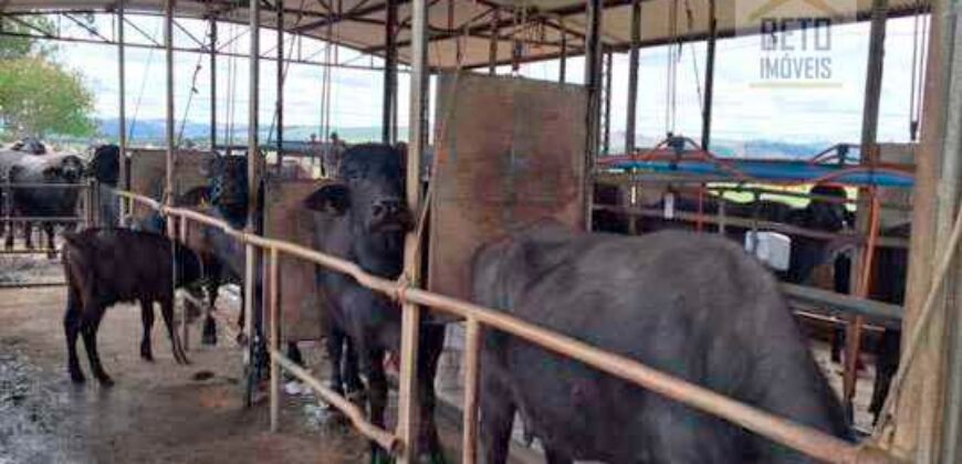 Fezenda de Búfula da Campina 298,63 hectares em Santana do Itararé – PR Fezenda de Búfula da Campina 298,63 hectares em Santana do Itararé – PR