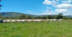 Fazenda à Venda, 1.800 Alqueires em Alvorada do Norte – GO