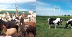 Fezenda de Búfula da Campina 298,63 hectares em Santana do Itararé – PR Fezenda de Búfula da Campina 298,63 hectares em Santana do Itararé – PR