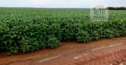 Fazenda com 21750 hectares em São Félix de Balsas – MA