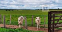 Fazenda em Presidente Kenedy – TO com 3.5843.584 alqueires