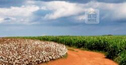 Excelente Fazenda a venda, 934 Alqueires em Paranapanema-SP Excelente Fazenda a venda, 934 Alqueires em Paranapanema-SP