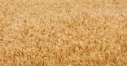 Excelente Fazenda a venda, 934 Alqueires em Paranapanema-SP Excelente Fazenda a venda, 934 Alqueires em Paranapanema-SP