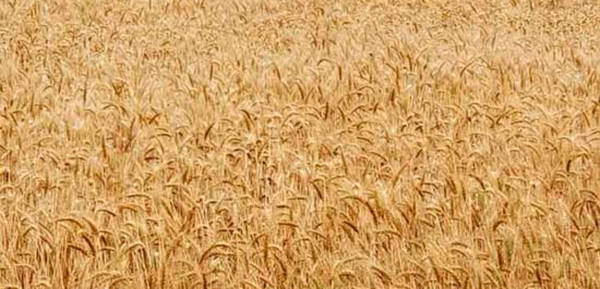 Excelente Fazenda a venda, 934 Alqueires em Paranapanema-SP Excelente Fazenda a venda, 934 Alqueires em Paranapanema-SP