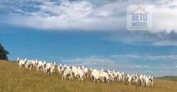 Excelente Fazenda a venda, 934 Alqueires em Paranapanema-SP Excelente Fazenda a venda, 934 Alqueires em Paranapanema-SP