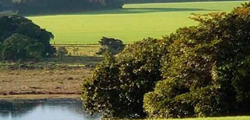 Excelente Fazenda a venda, 934 Alqueires em Paranapanema-SP Excelente Fazenda a venda, 934 Alqueires em Paranapanema-SP