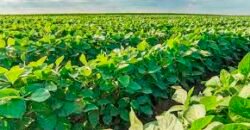 Excelente Fazenda a venda, 934 Alqueires em Paranapanema-SP Excelente Fazenda a venda, 934 Alqueires em Paranapanema-SP