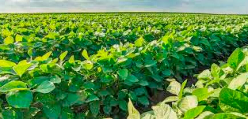 Excelente Fazenda a venda, 934 Alqueires em Paranapanema-SP Excelente Fazenda a venda, 934 Alqueires em Paranapanema-SP