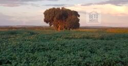 Excelente Fazenda a venda, 934 Alqueires em Paranapanema-SP Excelente Fazenda a venda, 934 Alqueires em Paranapanema-SP