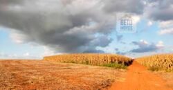 Excelente Fazenda a venda, 934 Alqueires em Paranapanema-SP Excelente Fazenda a venda, 934 Alqueires em Paranapanema-SP