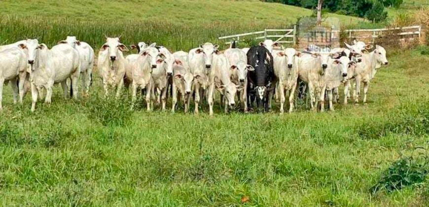 Fazenda 38 alqueires ou 184 hectares para Pecuária | Rio das Flores/RJ