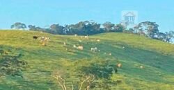 Fazenda 38 alqueires ou 184 hectares para Pecuária | Rio das Flores/RJ