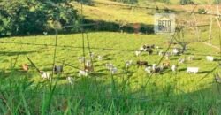 Fazenda 38 alqueires ou 184 hectares para Pecuária | Rio das Flores/RJ