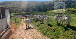 Fazenda 4 Quartos e 2 banheiros à Venda, 244.100 hectares em Belmiro Braga MG