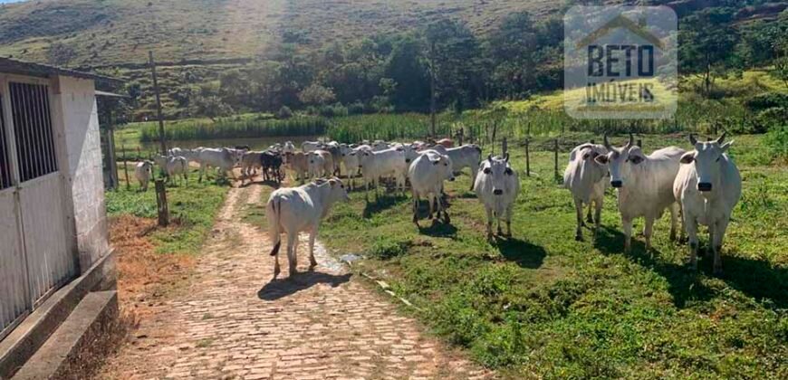 Fazenda 4 Quartos e 2 banheiros à Venda, 244.100 hectares em Belmiro Braga MG