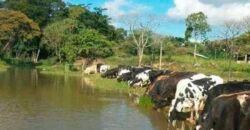 Fazenda 4 Quartos e 2 banheiros à Venda, 244.100 hectares em Belmiro Braga MG