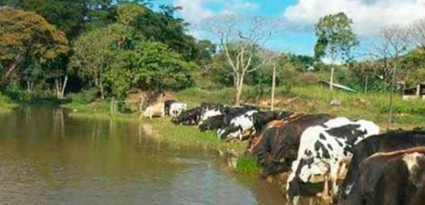 Fazenda 4 Quartos e 2 banheiros à Venda, 244.100 hectares em Belmiro Braga MG