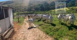 Fazenda 4 Quartos e 2 banheiros à Venda, 244.100 hectares em Belmiro Braga MG