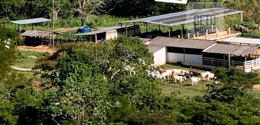 Fazenda 4 Quartos e 2 banheiros à Venda, 244.100 hectares em Belmiro Braga MG
