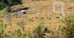 Fazenda 4 Quartos e 2 banheiros à Venda, 244.100 hectares em Belmiro Braga MG