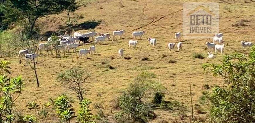 Fazenda 4 Quartos e 2 banheiros à Venda, 244.100 hectares em Belmiro Braga MG