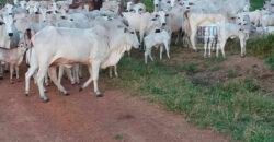 Fazenda com 25 mil hectares em Área Rural de Araxá – Araxá – MG Fazenda com 25 mil hectares em Área Rural de Araxá – Araxá – MG