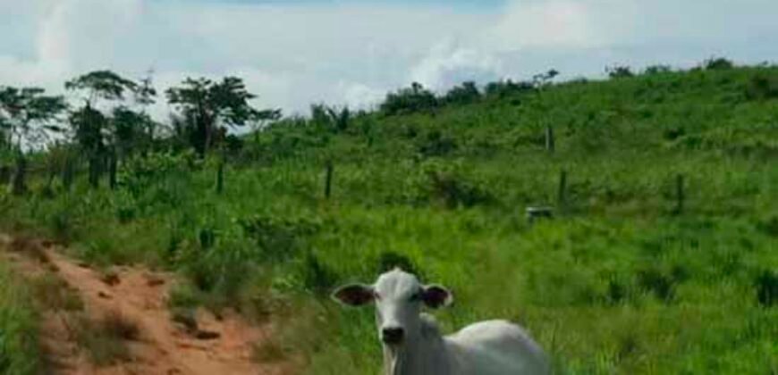 Fazenda com 25 mil hectares em Área Rural de Araxá – Araxá – MG Fazenda com 25 mil hectares em Área Rural de Araxá – Araxá – MG