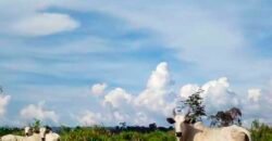 Fazenda com 25 mil hectares em Área Rural de Araxá – Araxá – MG Fazenda com 25 mil hectares em Área Rural de Araxá – Araxá – MG