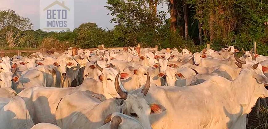 Fazenda com 25 mil hectares em Área Rural de Araxá – Araxá – MG Fazenda com 25 mil hectares em Área Rural de Araxá – Araxá – MG