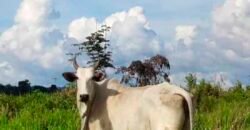 Fazenda com 25 mil hectares em Área Rural de Araxá – Araxá – MG Fazenda com 25 mil hectares em Área Rural de Araxá – Araxá – MG