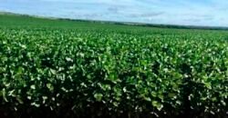 Fazenda Dupla Aptidão, 39.000 hectares no norte de Mato Grosso Fazenda Dupla Aptidão, 39.000 hectares no norte de Mato Grosso