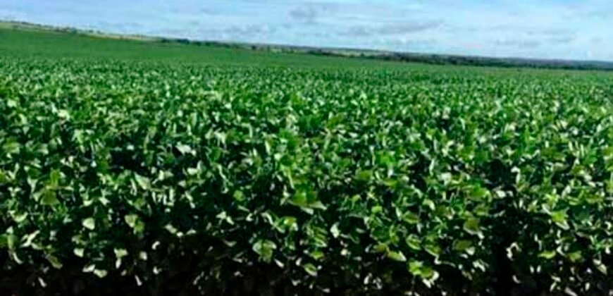 Fazenda Dupla Aptidão, 39.000 hectares no norte de Mato Grosso Fazenda Dupla Aptidão, 39.000 hectares no norte de Mato Grosso