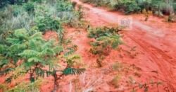 Fazenda Dupla Aptidão na zona rural de Fortaleza dos Nogueiras – MA