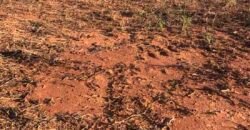 Fazenda com 4.694,8 hectares Dupla Aptidão | Região do Peixe – TO