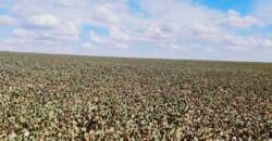 Fazenda p/ Lavoura1200 hectares | Sorriso – MT