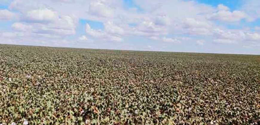 Fazenda p/ Lavoura1200 hectares | Sorriso – MT